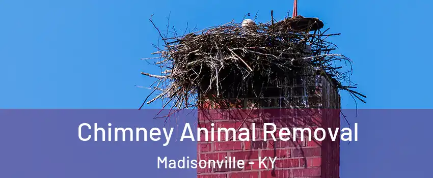  Chimney Animal Removal Madisonville - KY