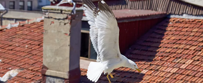 Residential Chimney Animal Removal Solution in Madisonville, KY