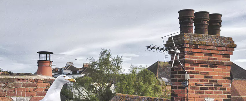 Chimney Cleaning And Restoration in Madisonville, Kentucky
